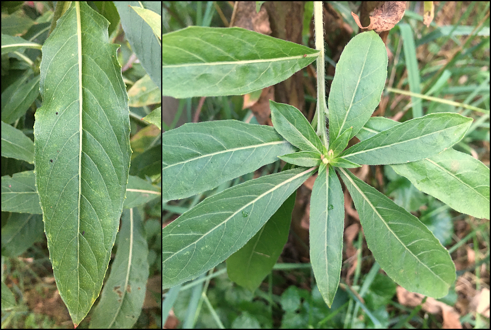 Leaves on the flowering stem